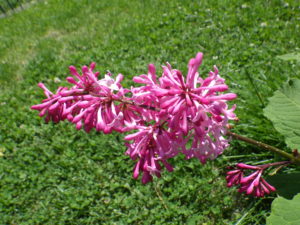 6月6日のミスカナダの花の様子