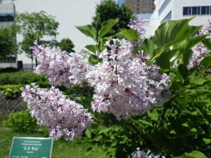 6月6日のミスキムの花の様子