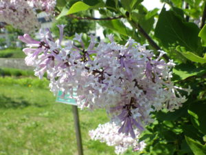 6月6日のミスキムの花の様子