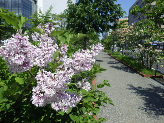 「今日のライラックの様子」の画像