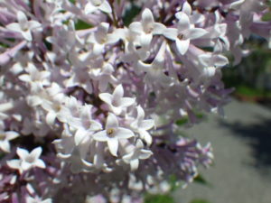 6月6日のミスキムの花の様子