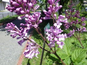 6月1日のメヌエットの花