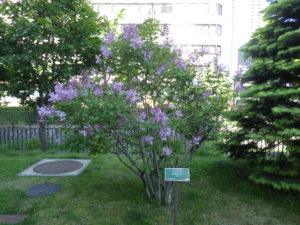 6月2日のメヌエットの様子