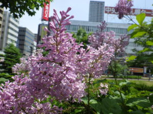 6月13日のメヌエットの花の様子