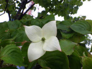 6月14日に咲いていたヤマボウシの花