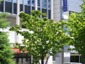 6月17日に花が咲いていたヤマボウシ