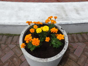 コンテナに植え込まれたオレンジの真ん中に黄色のマリーゴールド