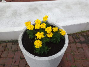 コンテナに植え込まれた黄色のマリーゴールド