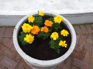 コンテナに植え込まれた黄色の真ん中にオレンジのマリーゴールド