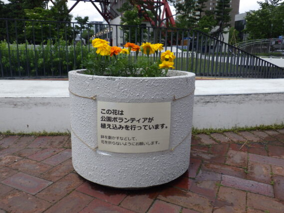 「コンテナの花苗を植え替えました」の画像