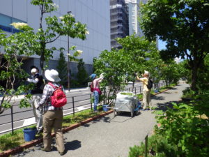 6月22日にライラックの花がら摘みをする植物ボランティア