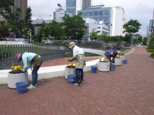 6月24日の花くらぶの活動でマリーゴールドを植え込むボランティア