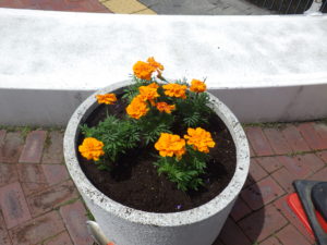 コンテナに植え込まれたオレンジのマリーゴールド