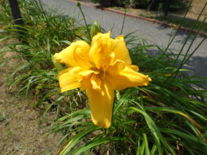 7月21日に咲いていたヘメロカリスノイエローペチコーツの花