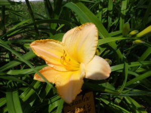 7月4日に咲いていたヘメロカリスのエッチドインゴールドの花