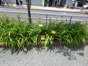 7月4日に咲いていたヘメロカリスのエッチドインゴールドの花壇