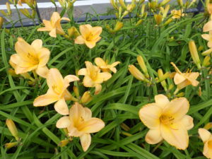 7月11日のエッチドインゴールドの花壇