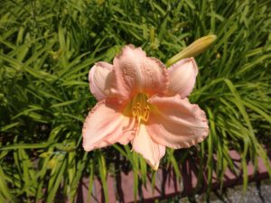 7月8日に咲いていたヘメロカリスのエドナスポルディングの花