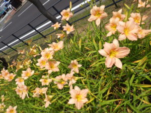 7月21日のエドナスポールディングの花壇の様子