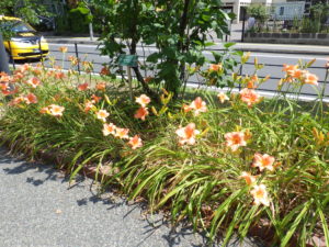 7月23日のオーチャードスプライトの花壇の様子