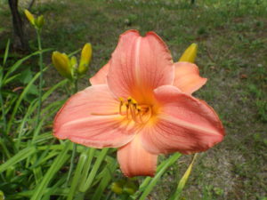 7月11日に咲いていたヘメロカリスのオーチャードスプライトの花