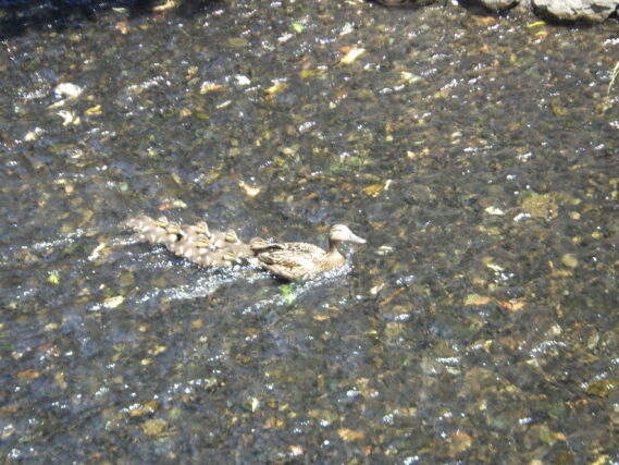 「カモの親子」の画像