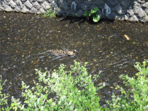 7月18日に創成川を泳ぐカモの親子
