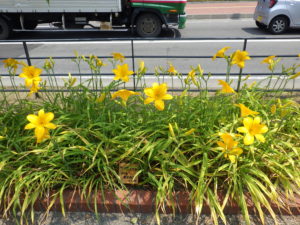 7月21日のカートホイールズの花壇の様子