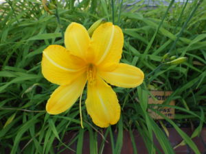 7月17日に咲いていたヘメロカリスのカートホイールズの花