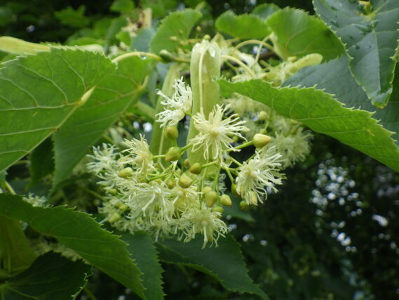 「シナノキの花」の画像