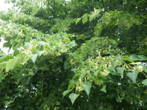 7月7日のシナノキの花