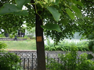 樹名板のついたシナノキ