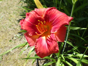 7月18日に咲いていたヘメロカリスのジェイの花