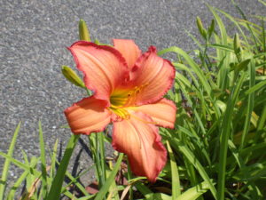 7月20日に咲いていたヘメロカリスのジャスパーデビルの花