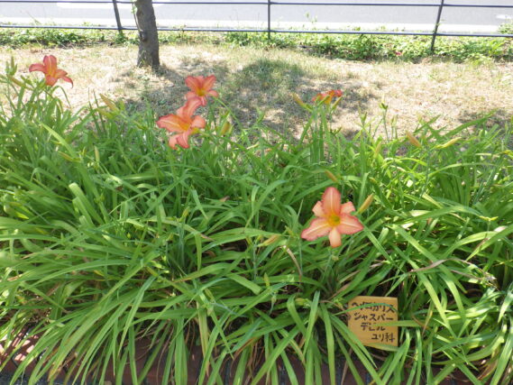「ヘメロカリス25種類」の画像
