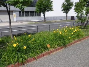 ヘメロカリスのステラデオロの花がらを取った花壇