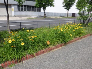 ヘメロカリスのステラデオロの花がらがまだついている花壇