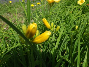 ヘメロカリスのステラデオロのつぼみ