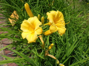 ヘメロカリスのステラデオロの花