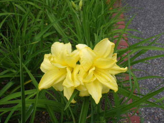 「へメロカリスの色々な品種が咲き始めました」の画像