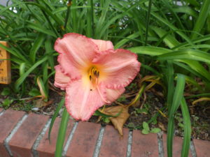 7月6日に咲いていたヘメロカリスのダンシングシバの花