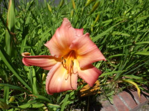 7月15日に咲いていたヘメロカリスのチッパーチェリーの花