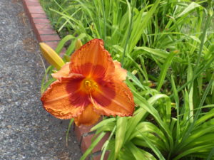 7月9日に咲いていたヘメロカリスのデュークオブダーハムの花