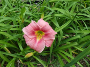 7月16日に咲いていたヘメロカリスのトゥーシ―ローズの花