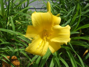 7月11日に咲いていたヘメロカリスのパトリオット