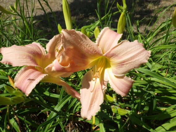 「ホットトゥデイ」の画像