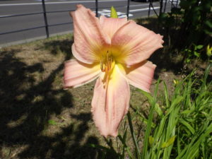 7月18日のヘメロカリスのホットトゥデイの花