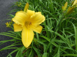 7月7日に咲いていたヘメロカリスのマリートッドの花