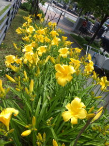 7月11日のマリートッドの花壇