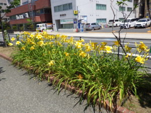 7月18日のマリートッド花壇の様子